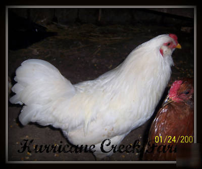 10+ ameraucana chicken hatching eggs