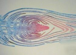 Prepared microscope slide set no.5 ( 25 slides)
