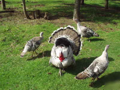 6+ narragansett turkey eggs purebred